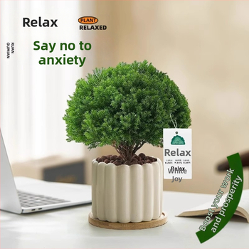 Siseruumides männ Bonsai, väike laua taim potis, kergesti hooldatav, kõikide aastaaegade jaoks — Silver World Gardening