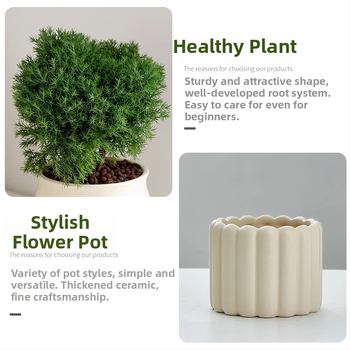 Siseruumides männ Bonsai, väike laua taim potis, kergesti hooldatav, kõikide aastaaegade jaoks — Silver World Gardening