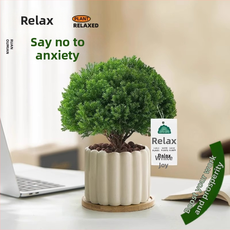 Siseruumides männ Bonsai, väike laua taim potis, kergesti hooldatav, kõikide aastaaegade jaoks — Silver World Gardening