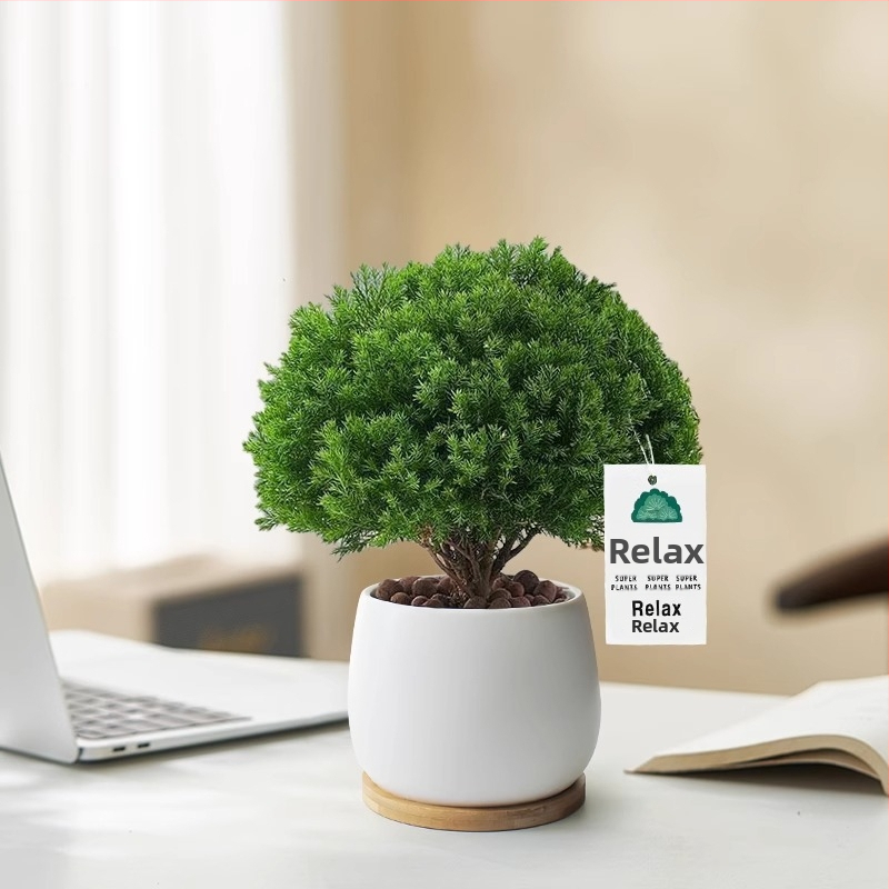 Vidaus pušies bonsajus, mažas biuro augalas vazonėlyje, lengvai prižiūrimas, visoms sezonoms — Silver World Gardening