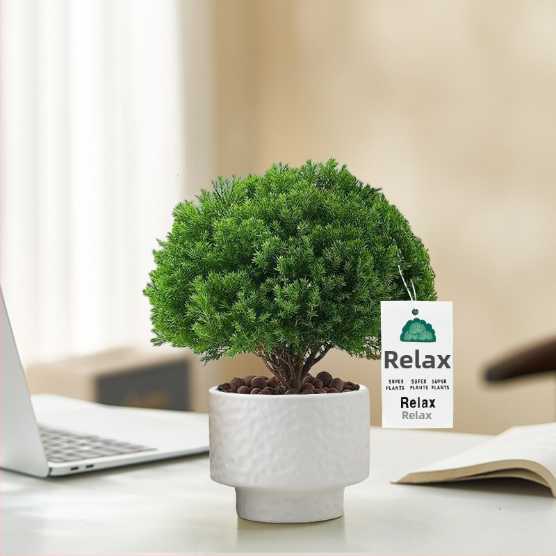 Siseruumides männ Bonsai, väike laua taim potis, kergesti hooldatav, kõikide aastaaegade jaoks — Silver World Gardening