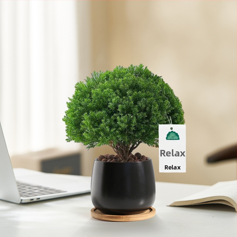 Siseruumides männ Bonsai, väike laua taim potis, kergesti hooldatav, kõikide aastaaegade jaoks — Silver World Gardening