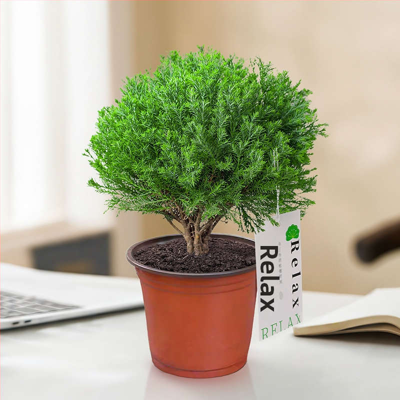 Siseruumides männ Bonsai, väike laua taim potis, kergesti hooldatav, kõikide aastaaegade jaoks — Silver World Gardening