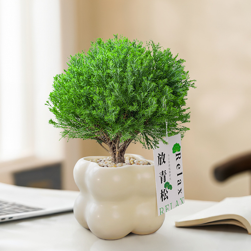 Вътрешен бор бонсай, декоративно растение за бюро, лесна поддръжка, за всички сезони — Silver World Gardening