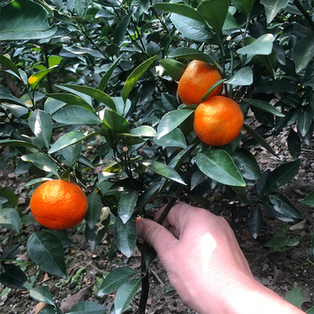 Graftált kumquat csemete cserépbe, termésre 10–12 hónap alatt, Guoxiang márka
