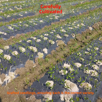 Įskiepytas kumkvato sodinukas indeliui, derlius per 10–12 mėnesių, Guoxiang prekės ženklas