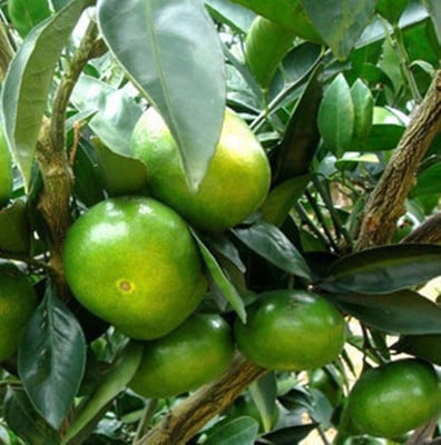 Graftált kumquat csemete cserépbe, termésre 10–12 hónap alatt, Guoxiang márka