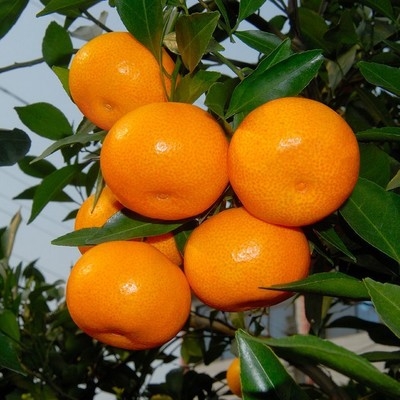 Graftált kumquat csemete cserépbe, termésre 10–12 hónap alatt, Guoxiang márka