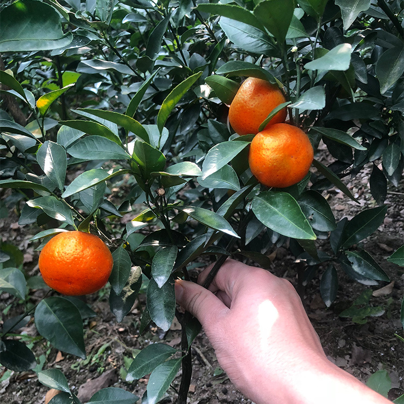 Graftált kumquat csemete cserépbe, termésre 10–12 hónap alatt, Guoxiang márka