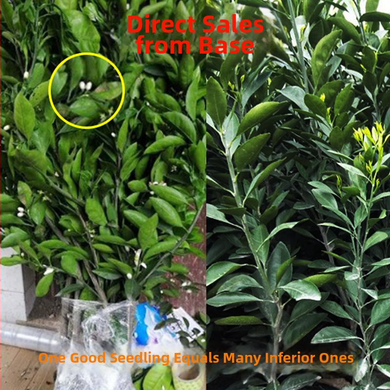 Graftēts kumkvata stādījums podā, augļošana 10–12 mēnešos, Guoxiang zīmols