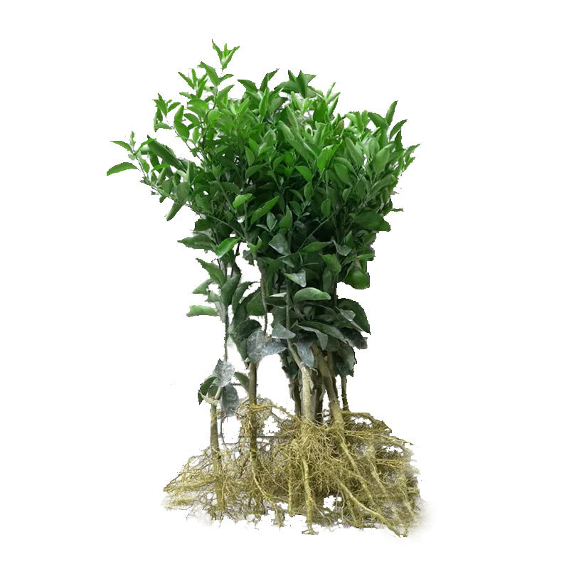 Graftált kumquat csemete cserépbe, termésre 10–12 hónap alatt, Guoxiang márka