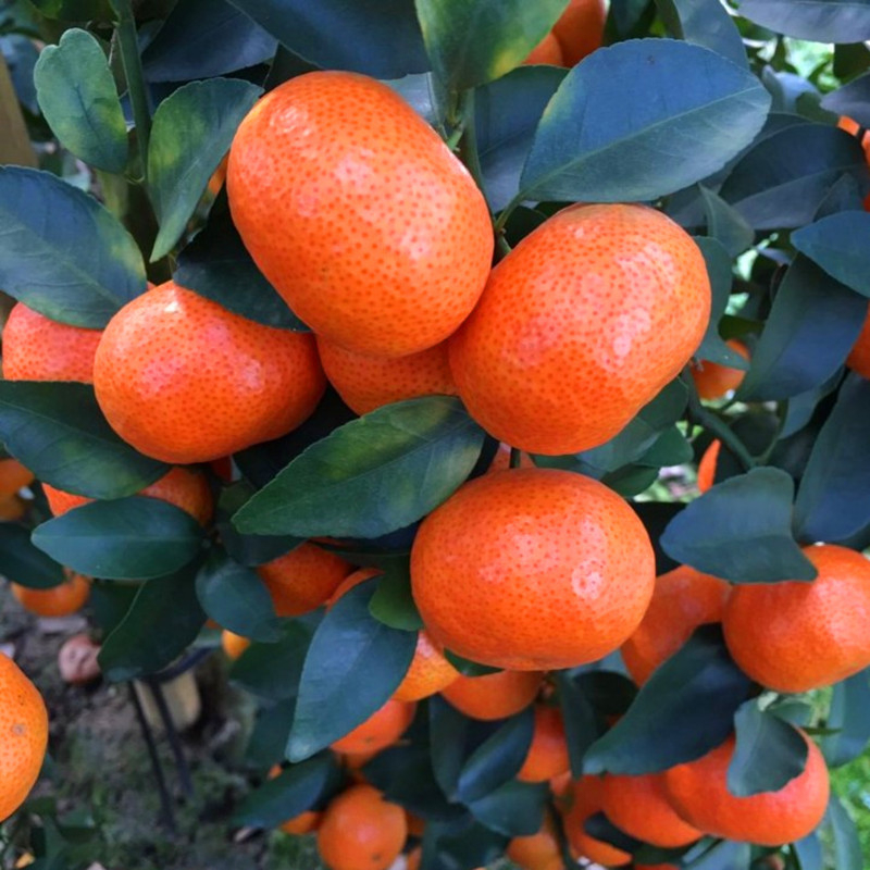 Graftált kumquat csemete cserépbe, termésre 10–12 hónap alatt, Guoxiang márka