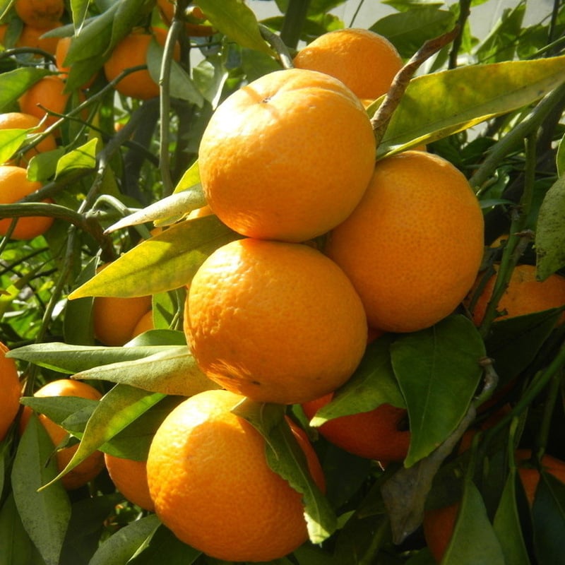 Graftált kumquat csemete cserépbe, termésre 10–12 hónap alatt, Guoxiang márka