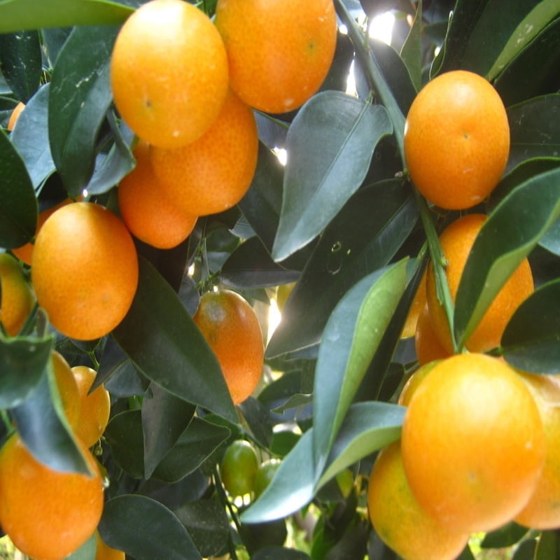 Graftált kumquat csemete cserépbe, termésre 10–12 hónap alatt, Guoxiang márka