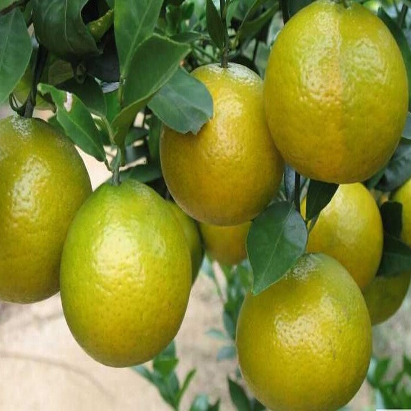 Graftált kumquat csemete cserépbe, termésre 10–12 hónap alatt, Guoxiang márka