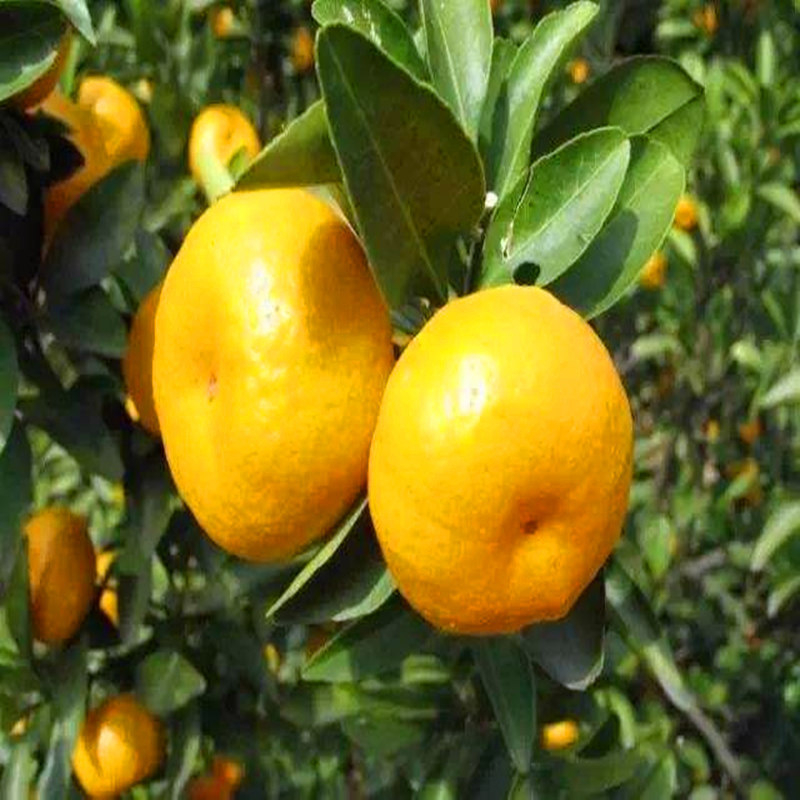 Graftált kumquat csemete cserépbe, termésre 10–12 hónap alatt, Guoxiang márka