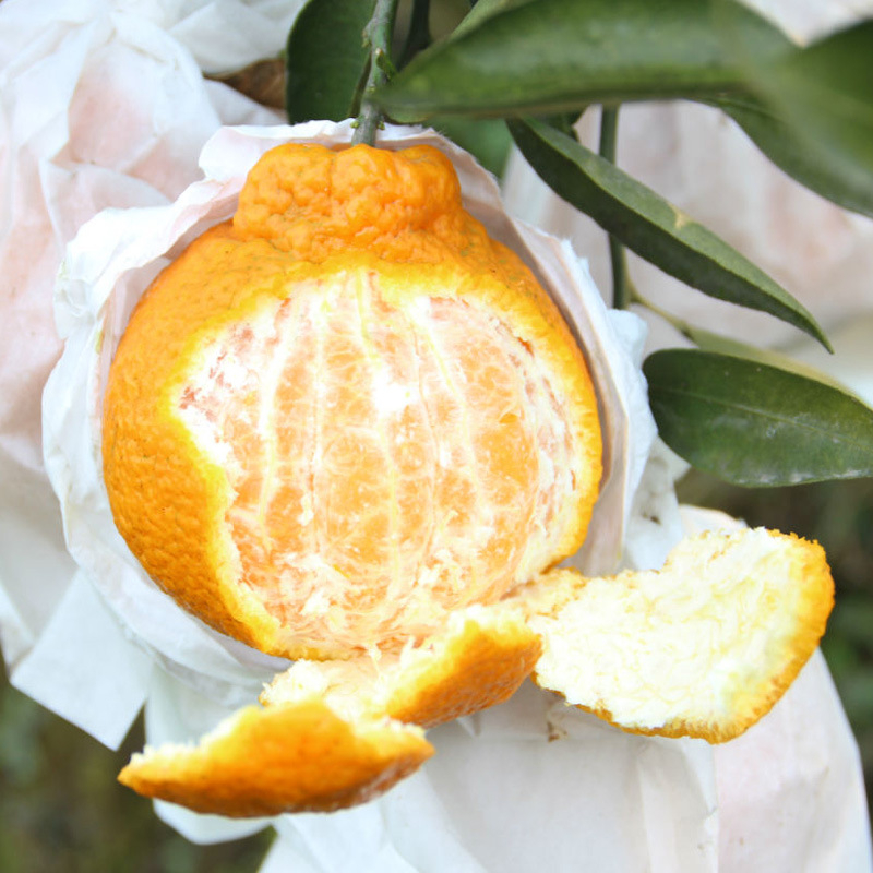 Graftált kumquat csemete cserépbe, termésre 10–12 hónap alatt, Guoxiang márka