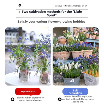 Guoxiang Hollandi viinamarjahiacinti sibulad, mullas või hüdroponikas kasvatamiseks, kevadine õitseng, külmakindel, sobib hoovi jaoks, puhastab õhku