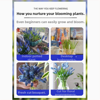 Guoxiang Hollandi viinamarjahiacinti sibulad, mullas või hüdroponikas kasvatamiseks, kevadine õitseng, külmakindel, sobib hoovi jaoks, puhastab õhku