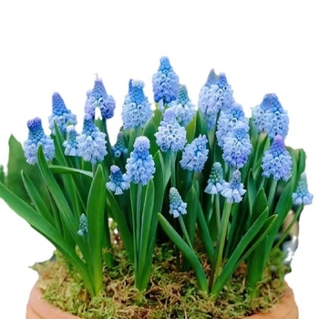 Guoxiang Холандски хиацинт луковици за почвено и хидропонно отглеждане, пролетно цъфтене, устойчиви към студ, подходящи за двор, пречистват въздуха