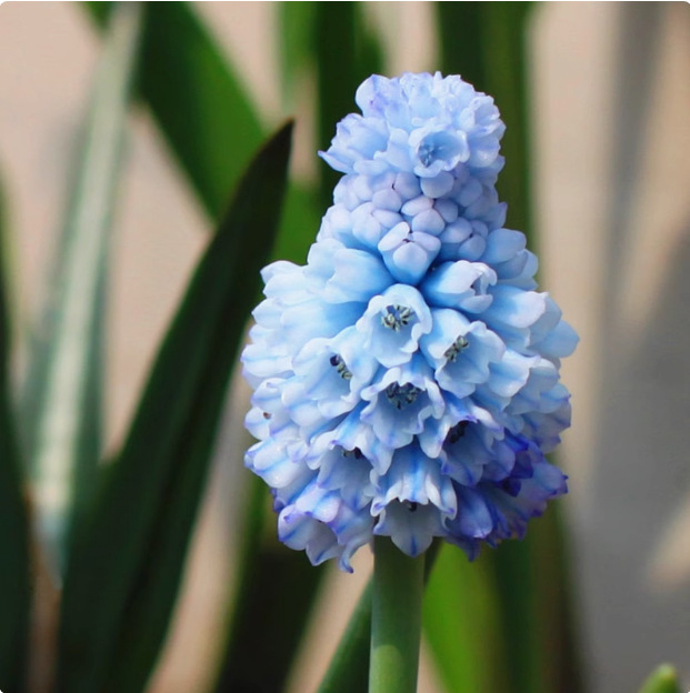 Guoxiang Холандски хиацинт луковици за почвено и хидропонно отглеждане, пролетно цъфтене, устойчиви към студ, подходящи за двор, пречистват въздуха