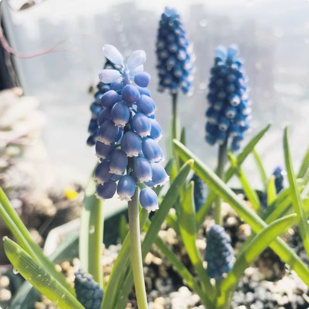 Guoxiang Холандски хиацинт луковици за почвено и хидропонно отглеждане, пролетно цъфтене, устойчиви към студ, подходящи за двор, пречистват въздуха