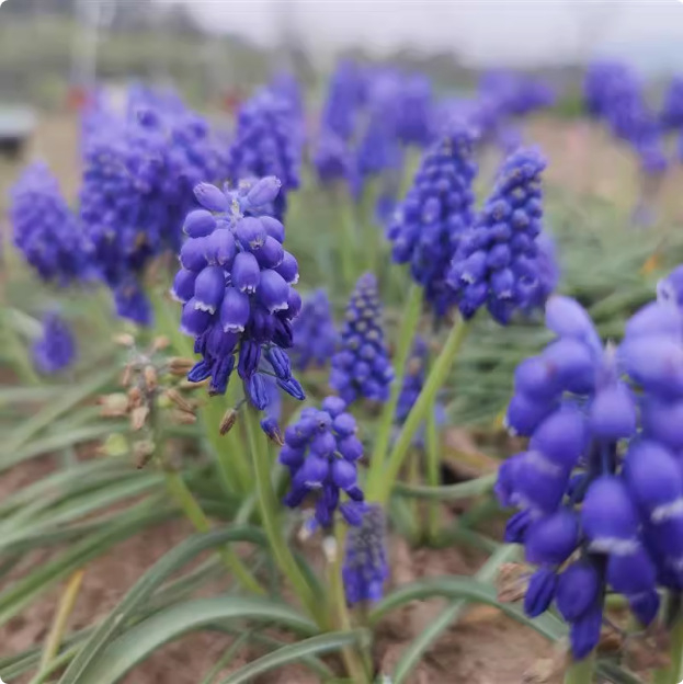 Guoxiang Холандски хиацинт луковици за почвено и хидропонно отглеждане, пролетно цъфтене, устойчиви към студ, подходящи за двор, пречистват въздуха