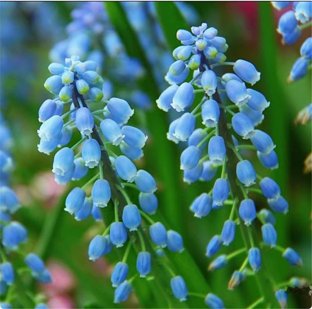 Guoxiang Холандски хиацинт луковици за почвено и хидропонно отглеждане, пролетно цъфтене, устойчиви към студ, подходящи за двор, пречистват въздуха