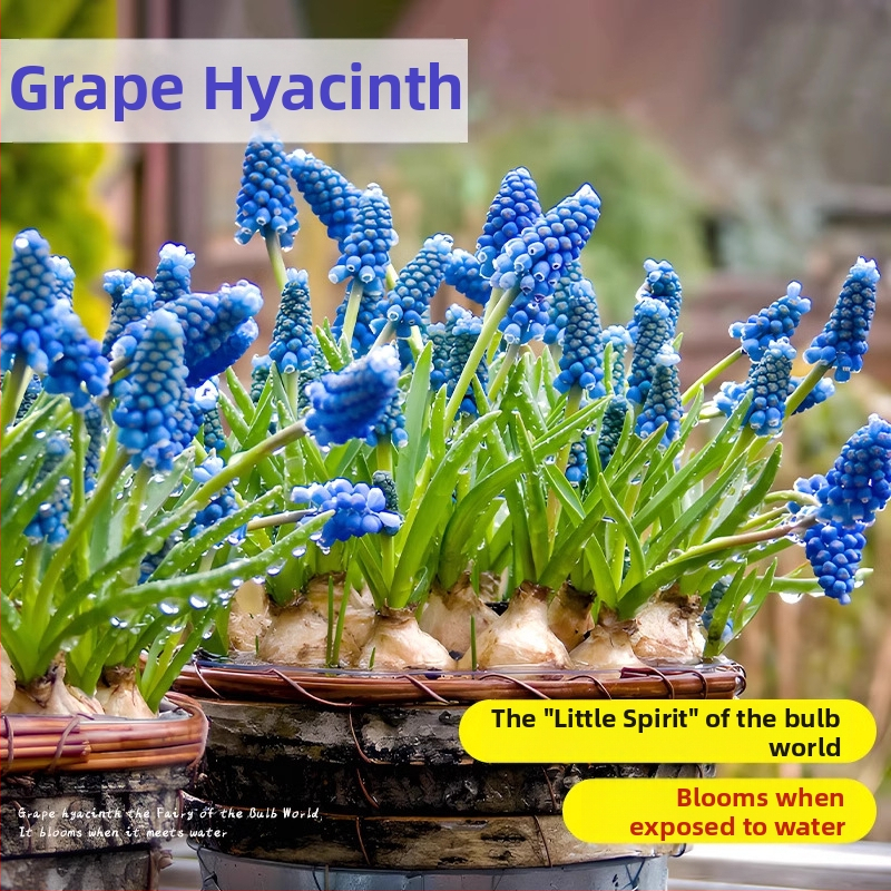 Guoxiang Hollandi viinamarjahiacinti sibulad, mullas või hüdroponikas kasvatamiseks, kevadine õitseng, külmakindel, sobib hoovi jaoks, puhastab õhku
