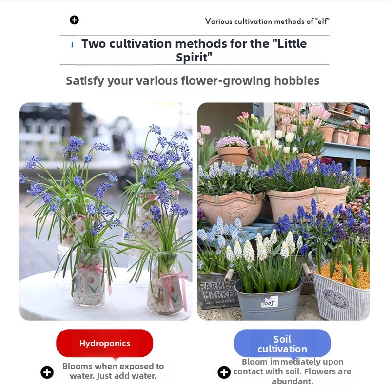 Guoxiang Olandų vynuogių hiacinto svogūnėliai, auginimui dirvoje arba hidroponikoje, pavasarinis žydėjimas, atsparus šaltai, tinkamas kiemui, valo orą