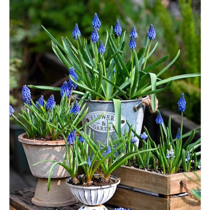 Guoxiang Холандски хиацинт луковици за почвено и хидропонно отглеждане, пролетно цъфтене, устойчиви към студ, подходящи за двор, пречистват въздуха