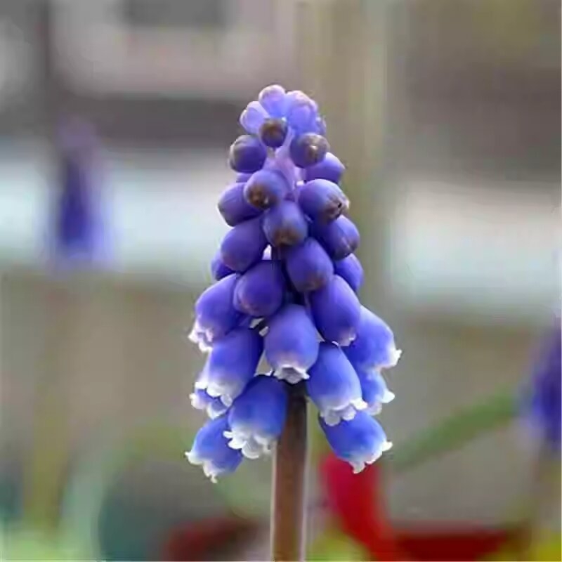 Guoxiang Холандски хиацинт луковици за почвено и хидропонно отглеждане, пролетно цъфтене, устойчиви към студ, подходящи за двор, пречистват въздуха