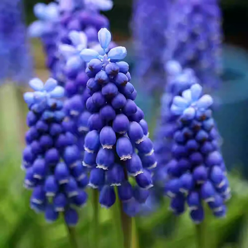 Guoxiang Холандски хиацинт луковици за почвено и хидропонно отглеждане, пролетно цъфтене, устойчиви към студ, подходящи за двор, пречистват въздуха