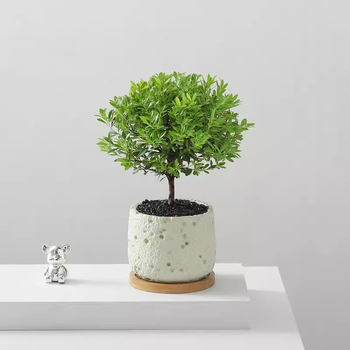 Επιτραπέζιο μπονσάι Phoebe lobata — εσωτερικό πράσινο φυτό που αγαπά τον ήλιο, κανονική θερμοκρασία, μοντέρνο μινιμαλιστικό στυλ