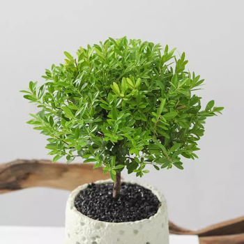 Επιτραπέζιο μπονσάι Phoebe lobata — εσωτερικό πράσινο φυτό που αγαπά τον ήλιο, κανονική θερμοκρασία, μοντέρνο μινιμαλιστικό στυλ