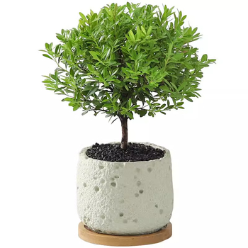 Επιτραπέζιο μπονσάι Phoebe lobata — εσωτερικό πράσινο φυτό που αγαπά τον ήλιο, κανονική θερμοκρασία, μοντέρνο μινιμαλιστικό στυλ