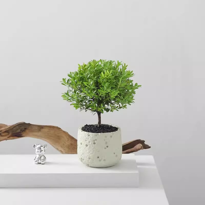 Επιτραπέζιο μπονσάι Phoebe lobata — εσωτερικό πράσινο φυτό που αγαπά τον ήλιο, κανονική θερμοκρασία, μοντέρνο μινιμαλιστικό στυλ