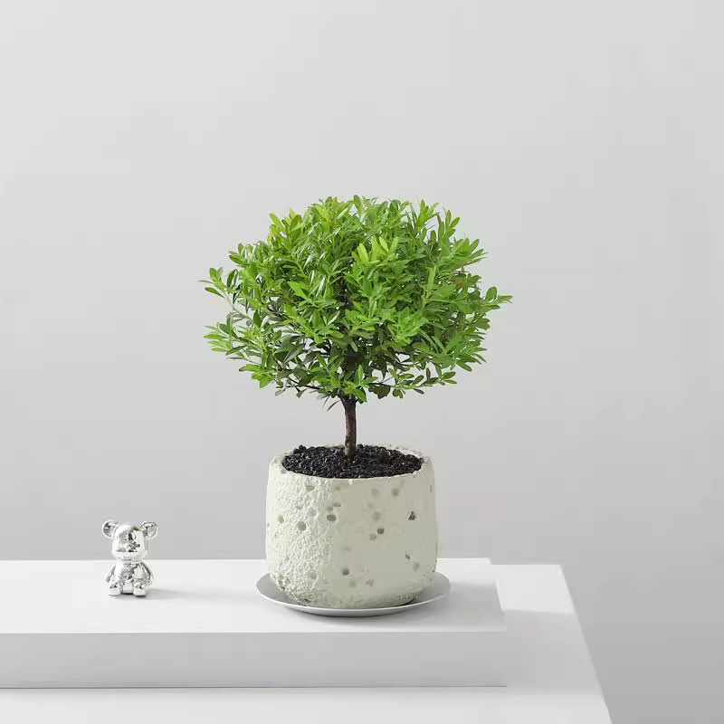 Επιτραπέζιο μπονσάι Phoebe lobata — εσωτερικό πράσινο φυτό που αγαπά τον ήλιο, κανονική θερμοκρασία, μοντέρνο μινιμαλιστικό στυλ