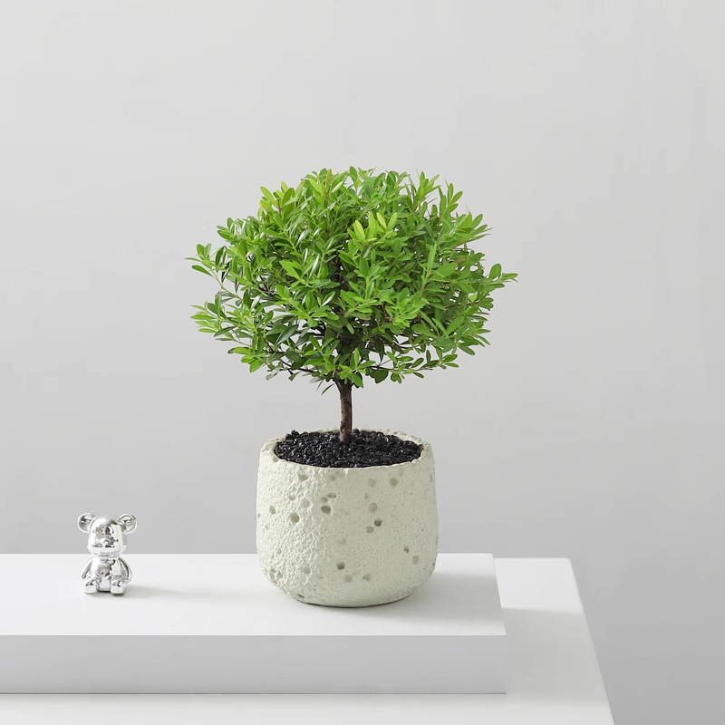 Επιτραπέζιο μπονσάι Phoebe lobata — εσωτερικό πράσινο φυτό που αγαπά τον ήλιο, κανονική θερμοκρασία, μοντέρνο μινιμαλιστικό στυλ