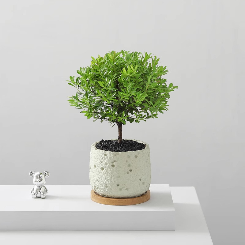 Επιτραπέζιο μπονσάι Phoebe lobata — εσωτερικό πράσινο φυτό που αγαπά τον ήλιο, κανονική θερμοκρασία, μοντέρνο μινιμαλιστικό στυλ