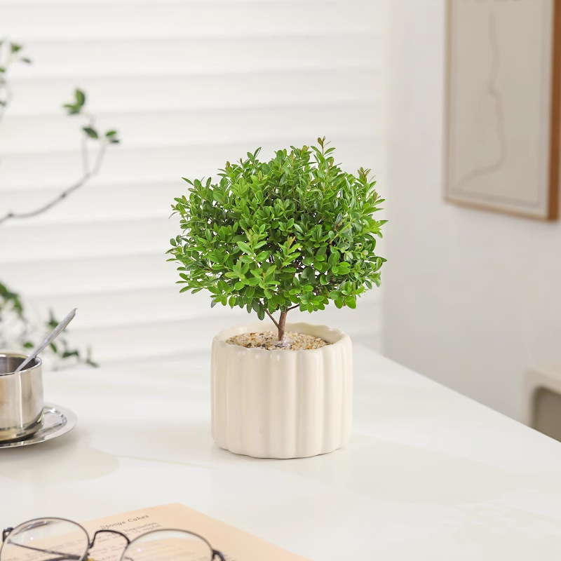 Επιτραπέζιο μπονσάι Phoebe lobata — εσωτερικό πράσινο φυτό που αγαπά τον ήλιο, κανονική θερμοκρασία, μοντέρνο μινιμαλιστικό στυλ
