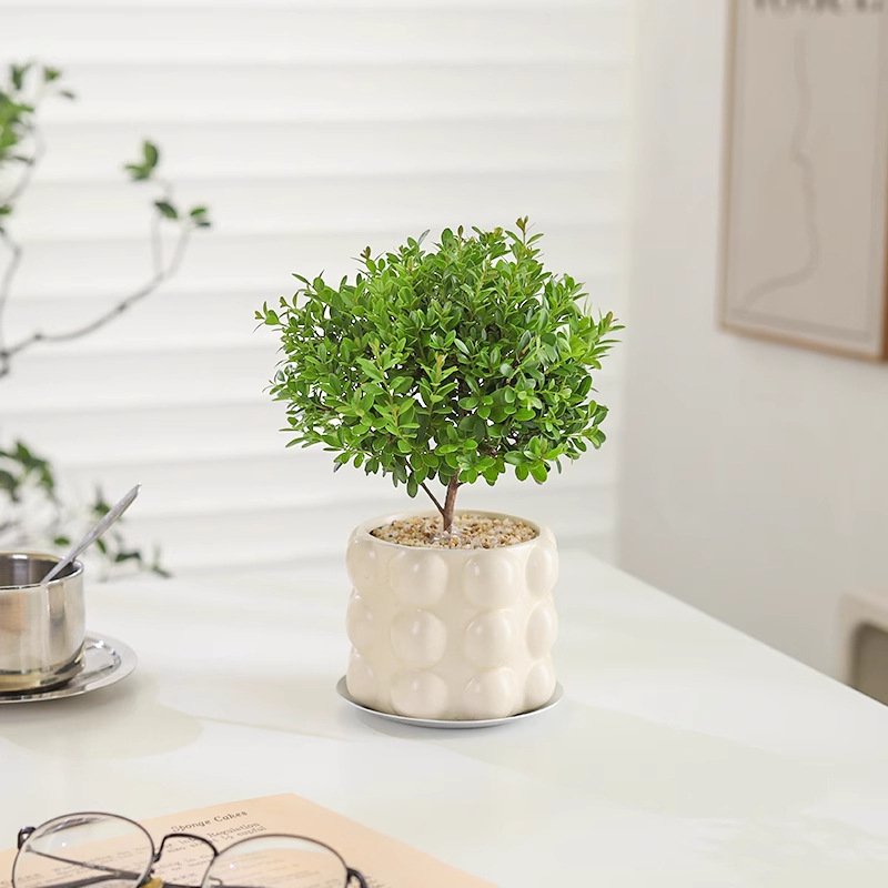 Επιτραπέζιο μπονσάι Phoebe lobata — εσωτερικό πράσινο φυτό που αγαπά τον ήλιο, κανονική θερμοκρασία, μοντέρνο μινιμαλιστικό στυλ