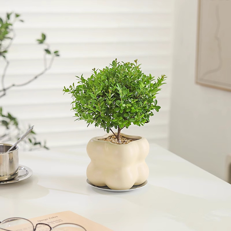 Επιτραπέζιο μπονσάι Phoebe lobata — εσωτερικό πράσινο φυτό που αγαπά τον ήλιο, κανονική θερμοκρασία, μοντέρνο μινιμαλιστικό στυλ