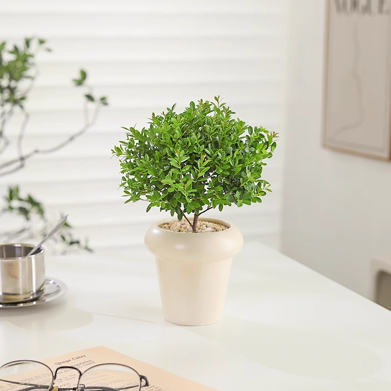 Επιτραπέζιο μπονσάι Phoebe lobata — εσωτερικό πράσινο φυτό που αγαπά τον ήλιο, κανονική θερμοκρασία, μοντέρνο μινιμαλιστικό στυλ