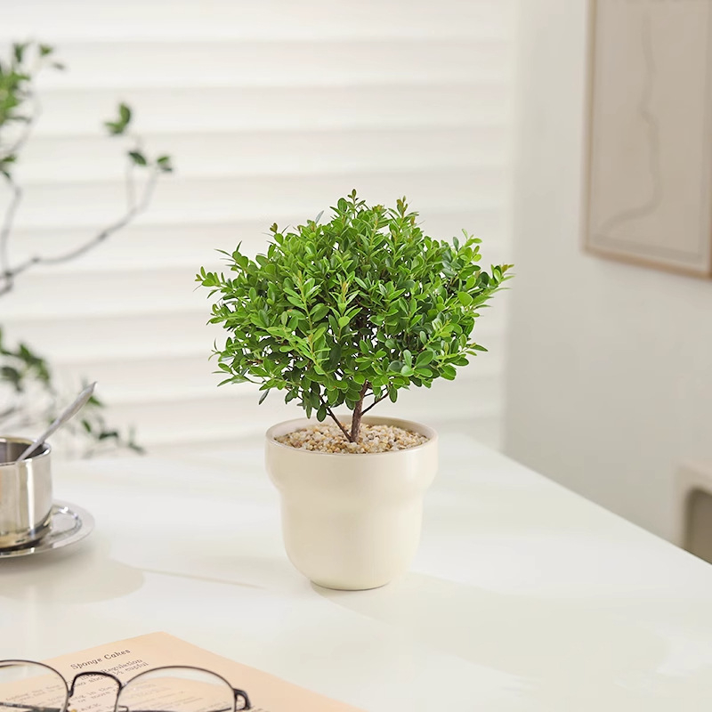 Επιτραπέζιο μπονσάι Phoebe lobata — εσωτερικό πράσινο φυτό που αγαπά τον ήλιο, κανονική θερμοκρασία, μοντέρνο μινιμαλιστικό στυλ