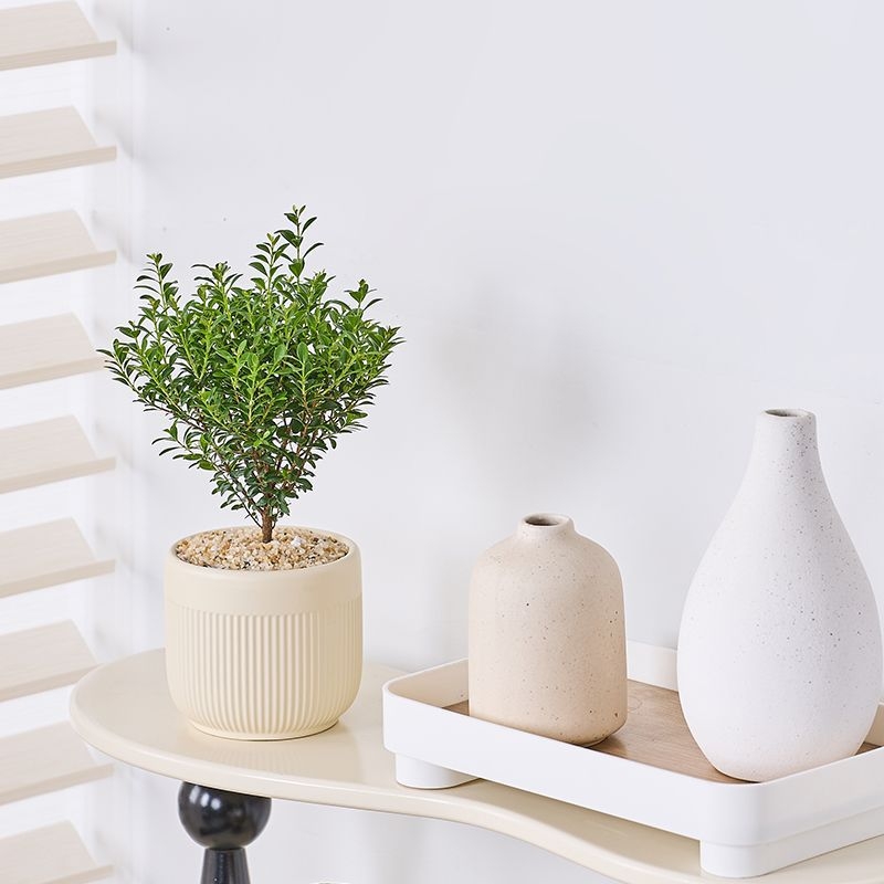 Επιτραπέζιο μπονσάι Phoebe lobata — εσωτερικό πράσινο φυτό που αγαπά τον ήλιο, κανονική θερμοκρασία, μοντέρνο μινιμαλιστικό στυλ