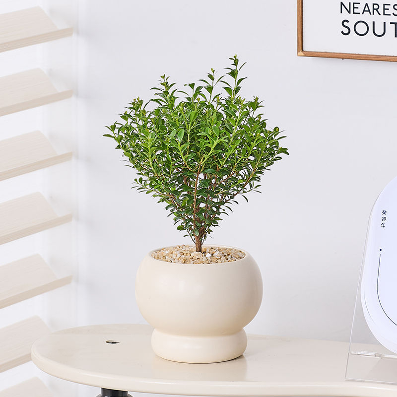 Επιτραπέζιο μπονσάι Phoebe lobata — εσωτερικό πράσινο φυτό που αγαπά τον ήλιο, κανονική θερμοκρασία, μοντέρνο μινιμαλιστικό στυλ