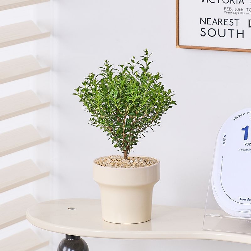 Επιτραπέζιο μπονσάι Phoebe lobata — εσωτερικό πράσινο φυτό που αγαπά τον ήλιο, κανονική θερμοκρασία, μοντέρνο μινιμαλιστικό στυλ