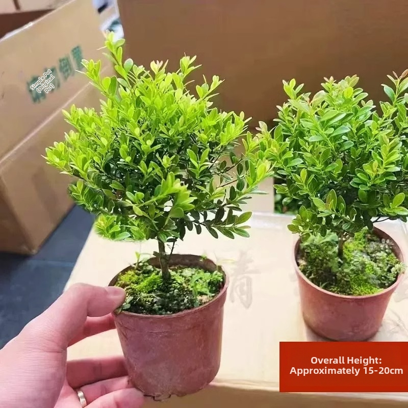 Laudbonsai Phoebe lobata — siseruumide roheline taim, päikesele meeldib, normaalne temperatuur, kaasaegne minimalistlik stiil