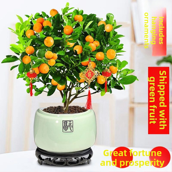 Kumkvati bonsai - noor taim, mõõdukas temperatuur, neutraalne valgus, neutraalne kastmine, uus Hiina stiil